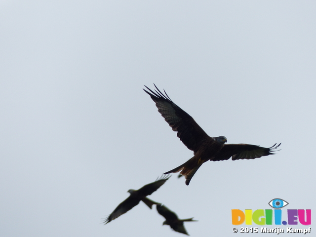 FZ022823 Red kites (Milvus milvus)